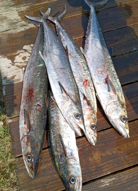 King Mackeral are a nice seasonal catch at Ocean City.