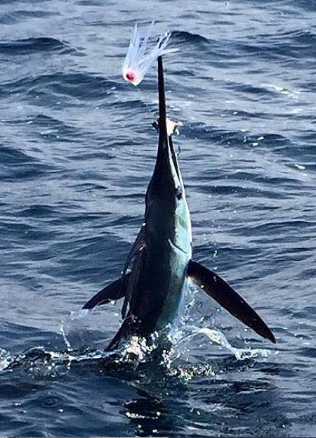 A white marlin makes a jump.